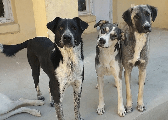 Australian Shepherd Dog Rescued from the Streets of Afghanistan Ready to be Part of a Forever Family